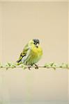 Close-up of Eurasian Siskin (Spinus spinus) Sitting on Branch in Early Spring, Styria, Austria