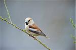 Close-up of Hawfinch (Coccothraustes coccothraustes) Female in Early Spring, Styria, Austria