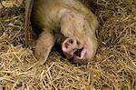 A large pig lying down under a pig ark shelter, in deep straw bedding.