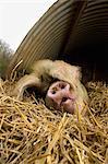 A large pig lying down under a pig ark shelter, in deep straw bedding.