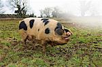 A large adult pig with black markings in an open field.