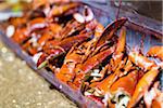 Close-up of Lobsters on Ice