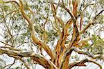 Eucalyptus Tree, Great Sandy National Park, Queensland, Australia