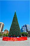 Victoria Square Christmas Tree, Adelaide, South Australia, Australia