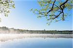 Morning Mist at Lake Rothenbachteich, Grebenhain, Vogelsberg District, Hesse, Germany