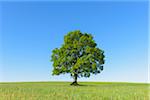 Oak Tree in Spring, Grebenhain, Vogelsberg District, Hesse, Germany