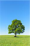 Oak Tree in Spring, Grebenhain, Vogelsberg District, Hesse, Germany