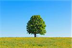 Chestnut Tree in Spring, Nieder-Moos, Vogelsberg District, Hesse, Germany