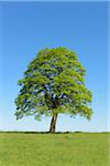 Oak Tree in Spring, Freiensteinau, Vogelsberg District, Hesse, Germany, Europe