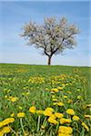 Landscape with Sour Cherry Tree (Prunus cerasus) on Meadow in Spring, Upper Palatinate, Bavaria, Germany