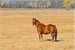 Horse standing in field, Grand Teton National Park, autumn, Grand Teton National Park, Wyoming, USA