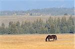 Horse grazing in field, Grand Teton National Park, autumn, Grand Teton National Park, Wyoming, USA