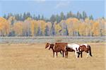 Horses standing in field together, Grand Teton National Park, autumn, Wyoming, USA