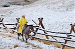 Cowboy riding horse beside fence in snow, Rocky Mountains, Wyoming, USA