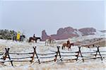 Cowboys with Two Young Cowboys Riding Horses in Snow, Rocky Mountains, Wyoming, USA