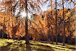 European Larch (Larix decidua) forest in orange autumn colour, backlit with sunbeams, Cadore, Cortina d'Ampezzo, Veneto, Belluno District, Dolomites, European Alps, Italy