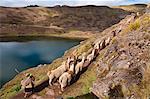 South America, Peru, Cuzco region, El Parque de la papa (Potatoe park), the three lakes valley, a woman shepherd leads her llamas and alpacas to the  mountain pastures