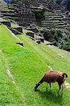 Llama at the Inca ruins of Machu Picchu in Peru,South America