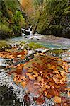 France, Aquitaine, Pyrenees Atlantiques, Fallen leaves collected in rock pots along Bious river in Ossau valley