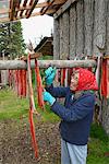 A Woman Cuts Up Dried Red Sockeye Salmon (Oncorhynchus Nerka) Into Strips At A Fish Camp On Six Mile Lake Near Nondalton;Alaska United States Of America