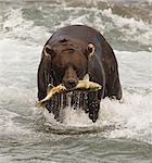 Brown Bear Eating Fishing Salmon In Mikfik Creek, Mcneil River State Game Sanctuary, Southwest Alaska, Summer