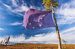 An Alaskan Flag Tied To A Black Spruce Tree Marks The Location Of A Good Blueberry Patch Alonside The Steese Highway North Of Fairbanks On A Sunny Fall Day, Fall Foliage, Fairbanks, Interior Alaska, Usa.