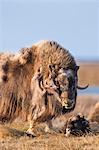 A Young Muskox Calf And Adult On The Tundra Of Alaska's Arctic North Slope.