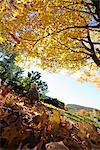 Boy playing in leaves in forest