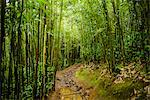 Bamboo trail at Manoa Falls, Honolulu, Hawaii, USA