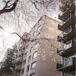 Cherry blossoms on Haro St, Vancouver, Canada