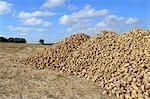 France, Seine et Marne, heap of sugar beets