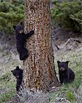 Three black bear (Ursus americanus) cubs of the year or spring cubs, Yellowstone National Park, UNESCO World Heritage Site, Wyoming, United States of America, North America