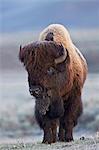 Bison (Bison bison) bull in the spring, Yellowstone National Park, UNESCO World Heritage Site, Wyoming, United States of America, North America