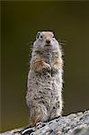 Uinta ground squirrel (Urocitellus armatus), Yellowstone National Park, Wyoming, United States of America, North America