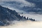 Fog among the mountains and evergreens, Yellowstone National Park, UNESCO World Heritage Site, Wyoming, United States of America, North America