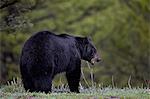 Black bear (Ursus americanus) in the spring, Yellowstone National Park, Wyoming, United States of America, North America