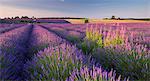 Rosebay willowherb (Chamerion angustifolium) flowering in a field of lavender, Snowshill, Cotswolds, Gloucestershire, England, United Kingdom, Europe