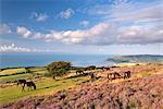 Exmoor ponies graze on heather covered moorland on Porlock Common in summer, Exmoor, Somerset, England, United Kingdom, Europe