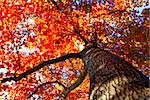 tree in the Fall with the sun shining through at day