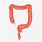 The large intestine is the last part of the digestive system in vertebrates.