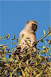Black faced vervet monkey (Chlorocebus pygerythrus) on a tree in Amboseli, Kenya.