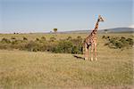 Photo of a reticulated giraffe in the wild, in Masai Mara National Park, Kenya.