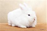 Cute white rabbit on wooden surface against golden background