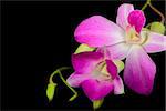 Branch of orchid flowers on a black background
