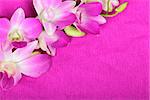 Beautiful orchid flowers on a pink background