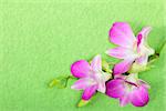 Beautiful orchid flowers on a green background