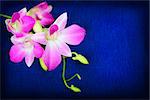 Pink orchid flowers on dark blue background