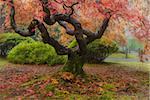 Old Japanese Maple Tree at Portland Japanese Garden in Autumn