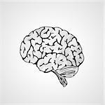 vectorised sketch of the human brain on gray background