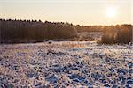 Sunny winter nature landscape on sunset background